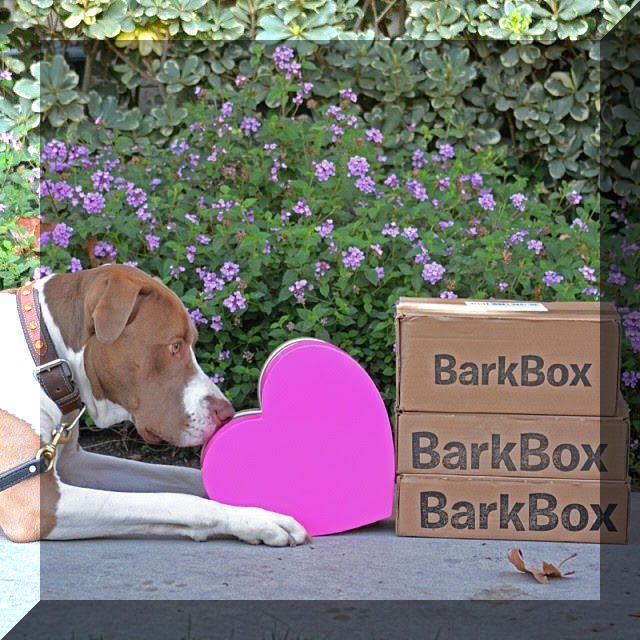 BarkBox